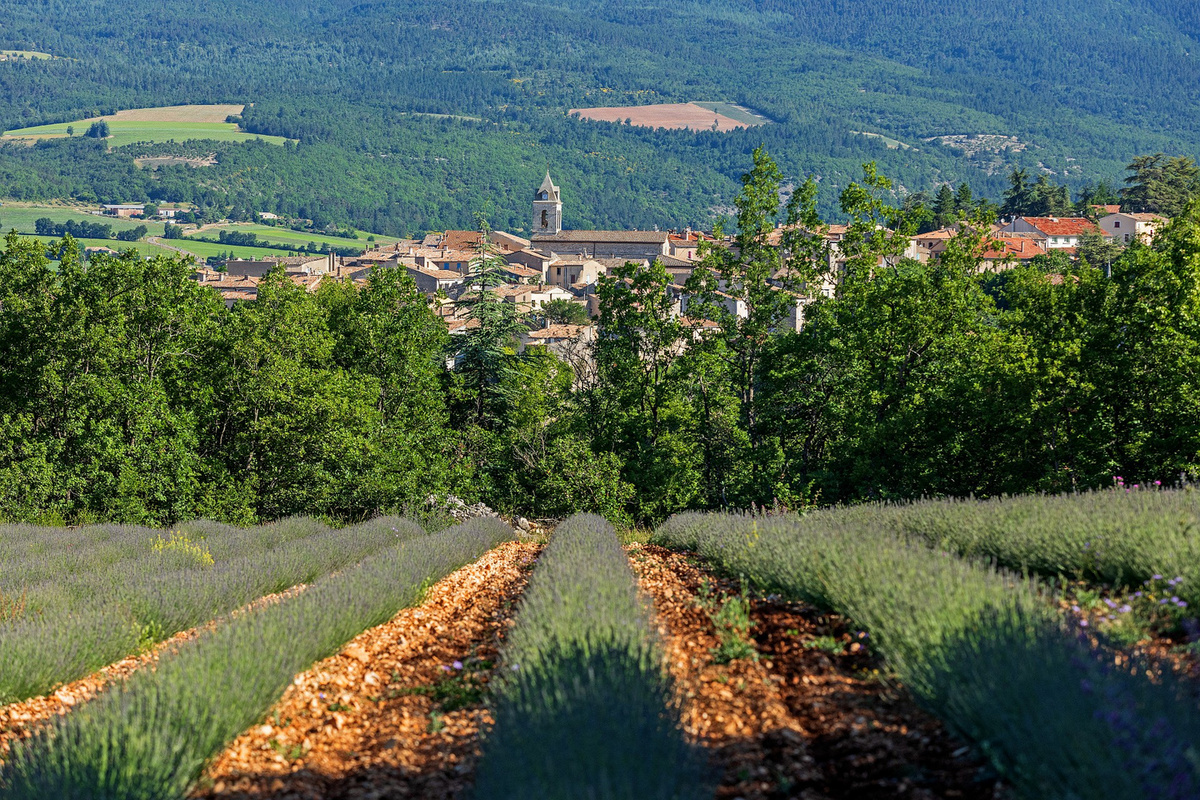 Sault, vue générale sur le village, champ de lavande au premier plan