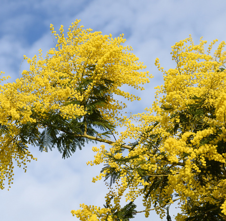 Mimosa en fleur