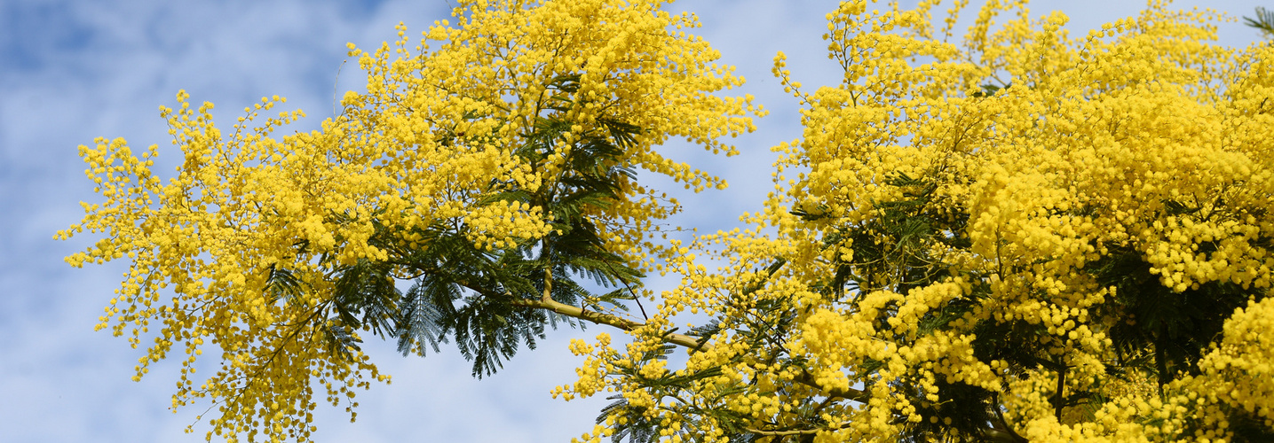 Mimosa en fleur