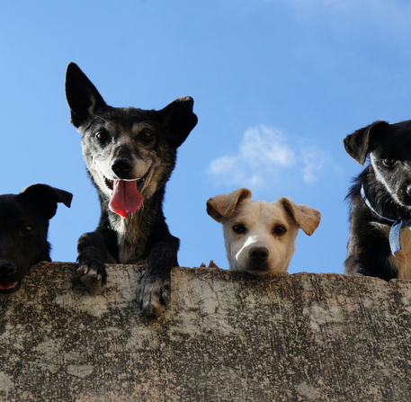 Chiens