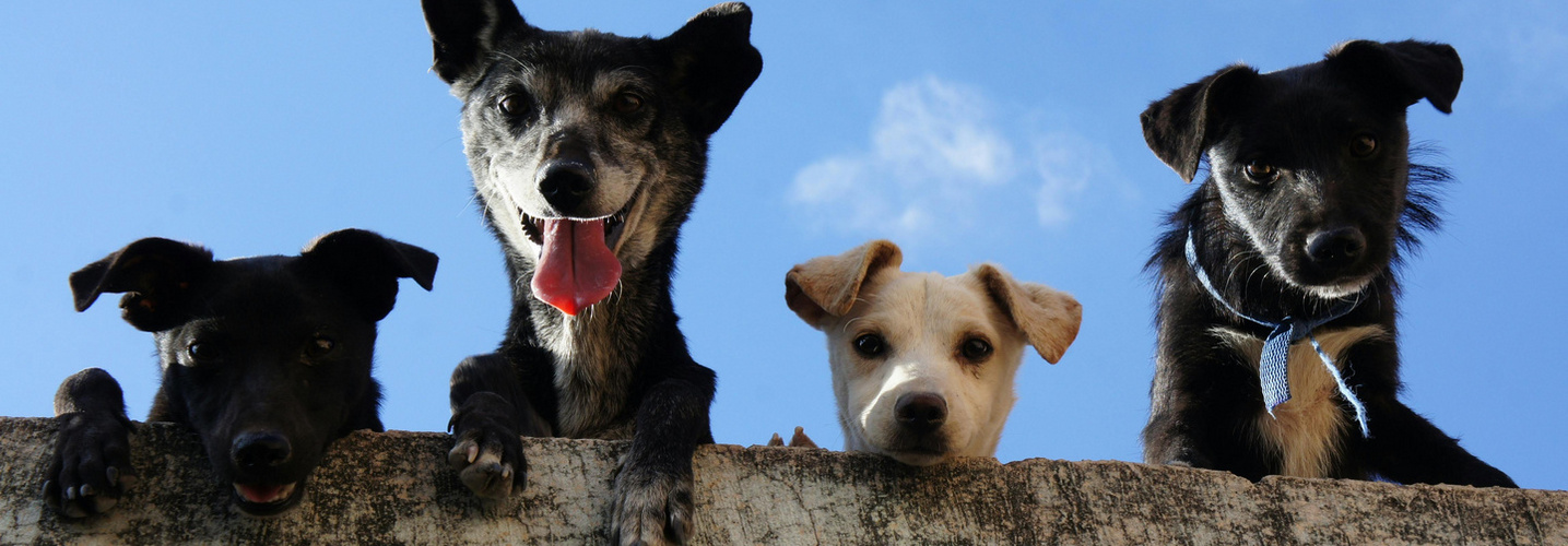Chiens