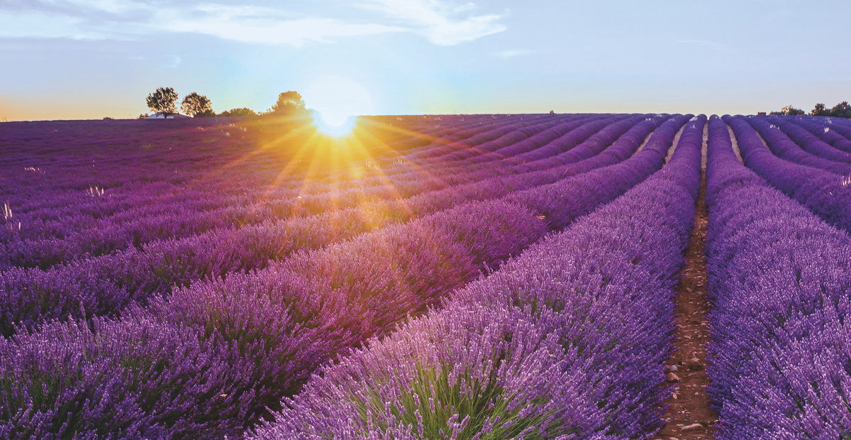 Sunset setting down on the lavender fields in bloom in Valensole